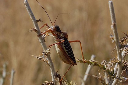 Bush crickets