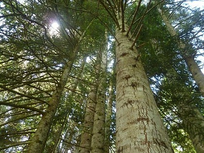 arboretum de Saint Sauveur