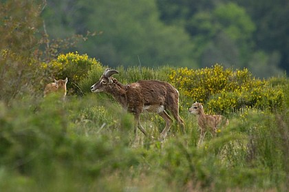 The saga of the mouflon