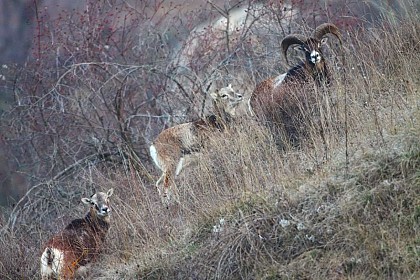 Managing the species
