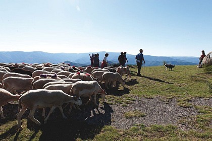 The origins of the mouflon