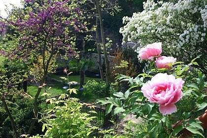 The Eden Garden