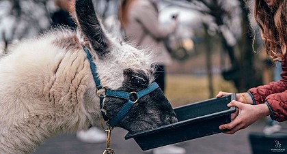 Lamas and the saffrom from Salagine