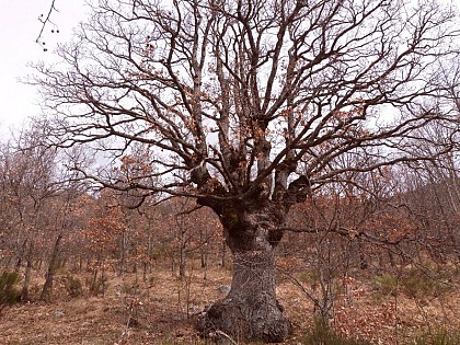 Arbre remarquable