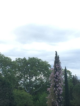 Croisement d'un Cypres et d'une Glycine