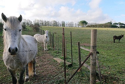 Chevaux Camarguais