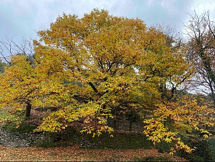 Le Châtaignier