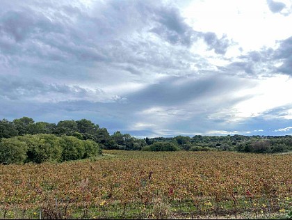 La Garrigue