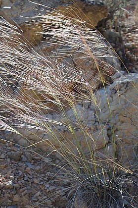 Plantes des Fosses