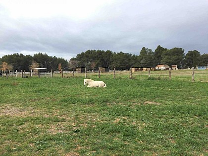 Chevaux de Camargue