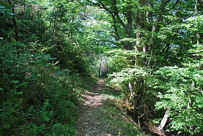 The public forest of Eygues.