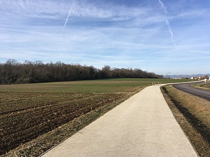 Bois du fort