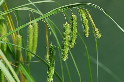 Des hélophytes sur les bords de la rivière Aveyron