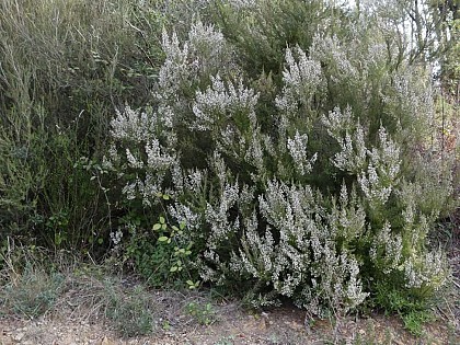 La bruyère blanche