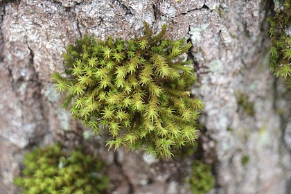 Les mousses des écorces des arbres