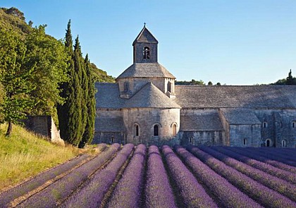 Découverte des champs de  Lavande en floraison et marchés provençaux