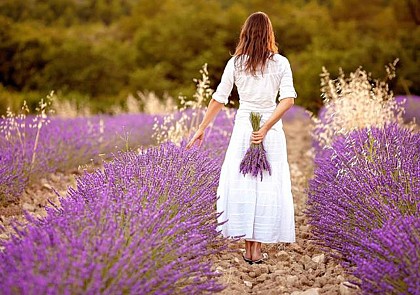 See the lavender fields in the morning