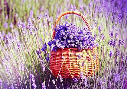 Discover the Lavender fields and visit the Lavender Museum