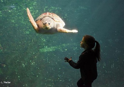 Billet Aquarium Centre National de la Mer Nausicaá - Boulogne-sur-Mer