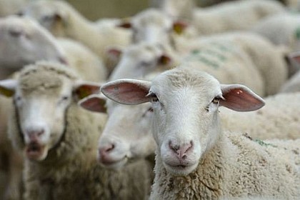 Evolution of pastoralism