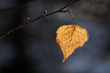 Silver birch