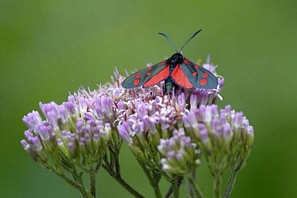 Southerly burnet