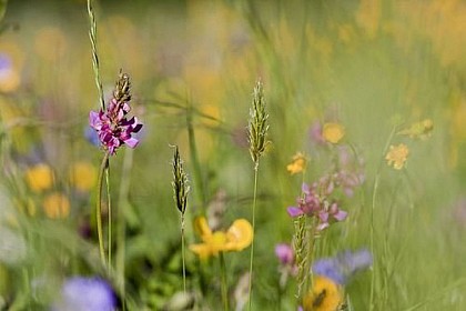 Prairies naturelles de fauche