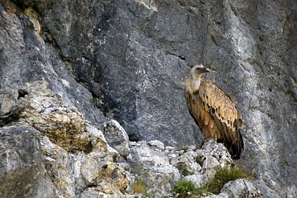 Griffon vultures