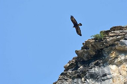 Golden eagles