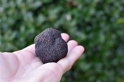 FRANCE TRUFFE