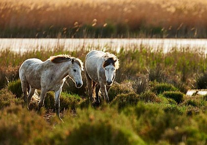 Excursion au parc naturel de Camargue et visite des Saintes Maries de la Mer