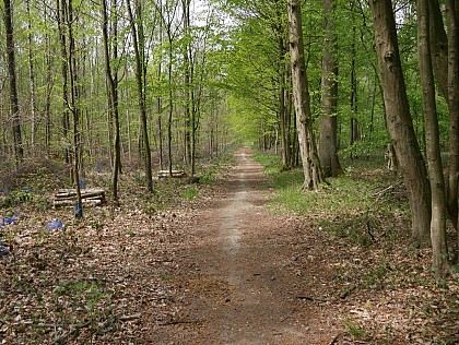 la forêt domaniale de Phalempin