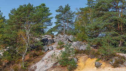 Forest of Nemours
