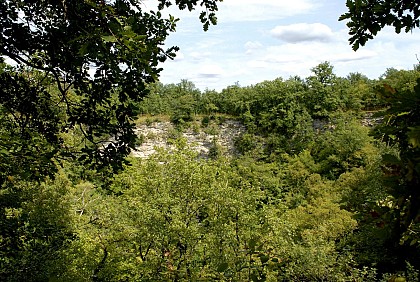 Forêt de la Braconne