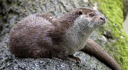 Loutre d’Europe