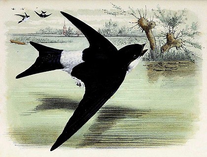 Hirondelle de fenêtre