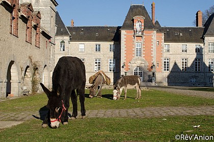 Ride with a donkey