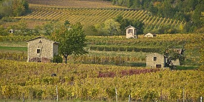 View of the Châtillon vineyard