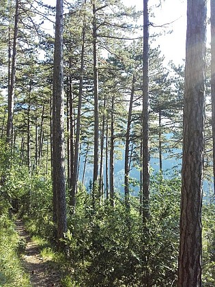 The forest of Glandasse