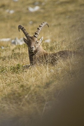 Ibexes