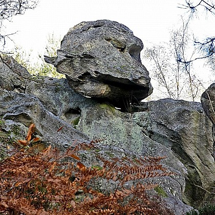 La Tête de Singe