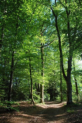 Etang de La Barde
