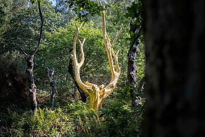 L'Arbre d'or