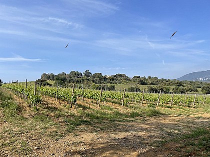 Vignes du Domaine de La Croix