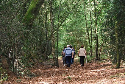 Bois du Couëdic