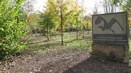 La forêt des anges