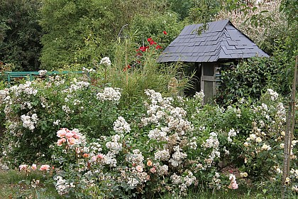 Philadelphus garden