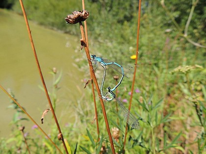 Étang des Drillettes (Les Drillettes lake)