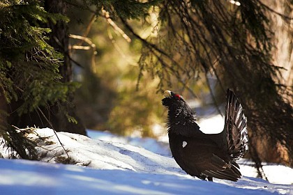 An order protecting the western capercaillie