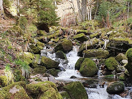 LA GORGE DES ROITELETS - GORGES